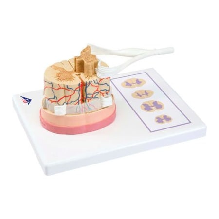 Fabrication Enterprises 3B Anatomical Model - Spinal Cord with Nerve Branches 972247